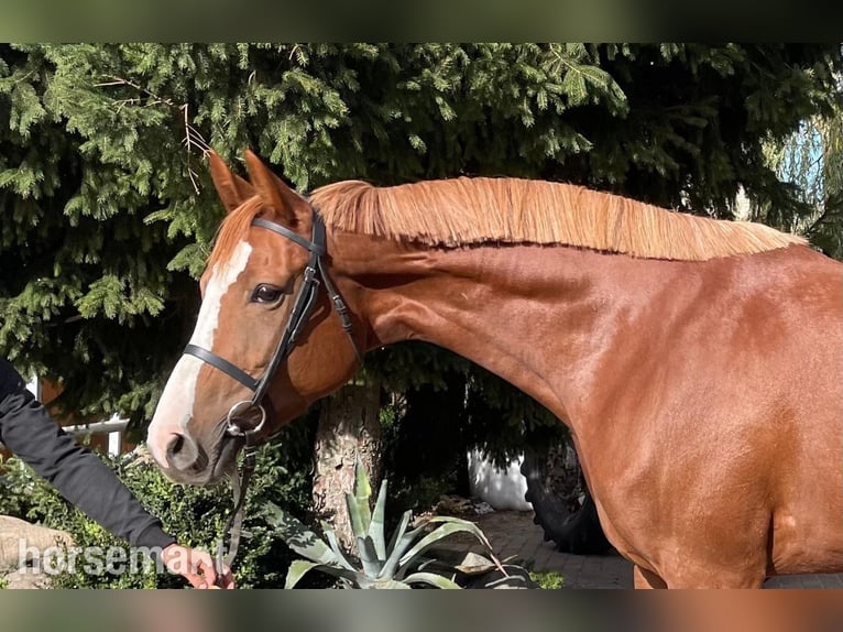 Sonstige Rassen Stute 6 Jahre 168 cm Dunkelfuchs in Warshaw