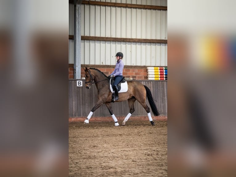 Sonstige Rassen Stute 6 Jahre 170 cm Brauner in Emsbüren