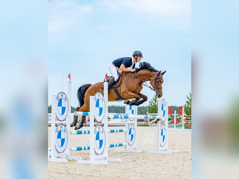 Sonstige Rassen Stute 6 Jahre 174 cm Rotbrauner in Paupis