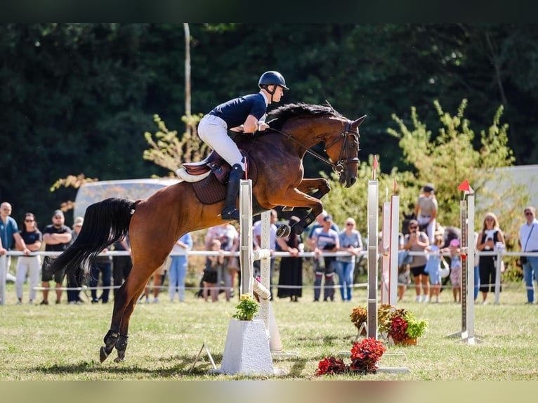 Sonstige Rassen Stute 6 Jahre 174 cm Rotbrauner in Paupis