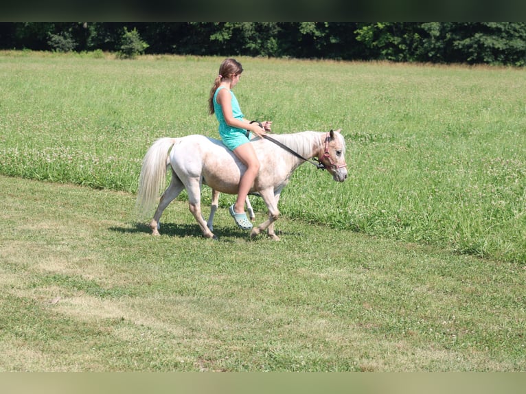 Sonstige Rassen Stute 6 Jahre 91 cm Roan-Red in Charleston