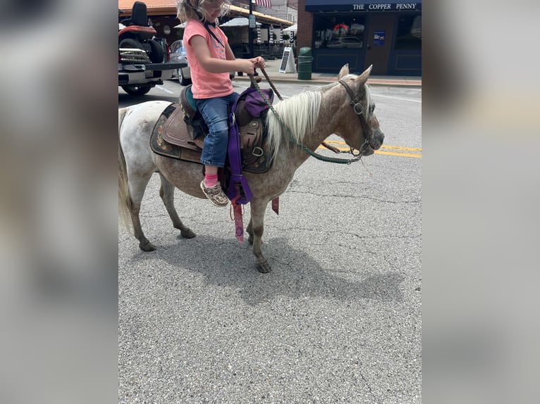 Sonstige Rassen Stute 6 Jahre 91 cm Roan-Red in Charleston