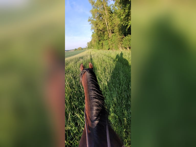 Sonstige Rassen Stute 6 Jahre Brauner in Schwaigern