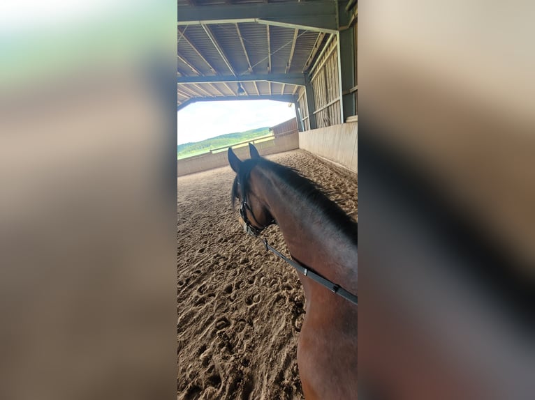 Sonstige Rassen Stute 6 Jahre Brauner in Schwaigern