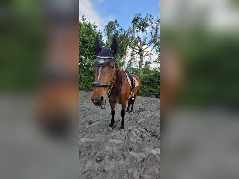 Sonstige Rassen Stute 6 Jahre Brauner in Schwaigern