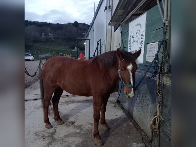 Sonstige Rassen Mix Stute 7 Jahre 137 cm Falbe in Belga, La (Viella-Siero)