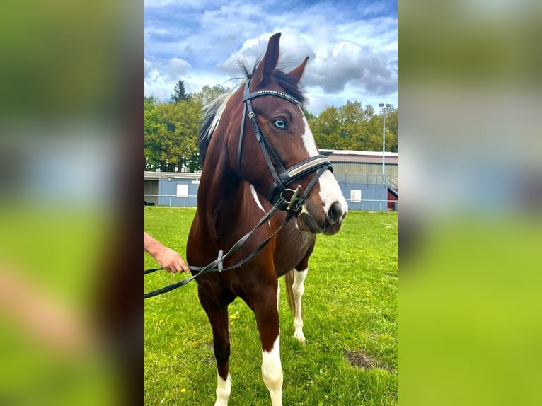 Sonstige Rassen Mix Stute 7 Jahre 140 cm  in Ganderkesee