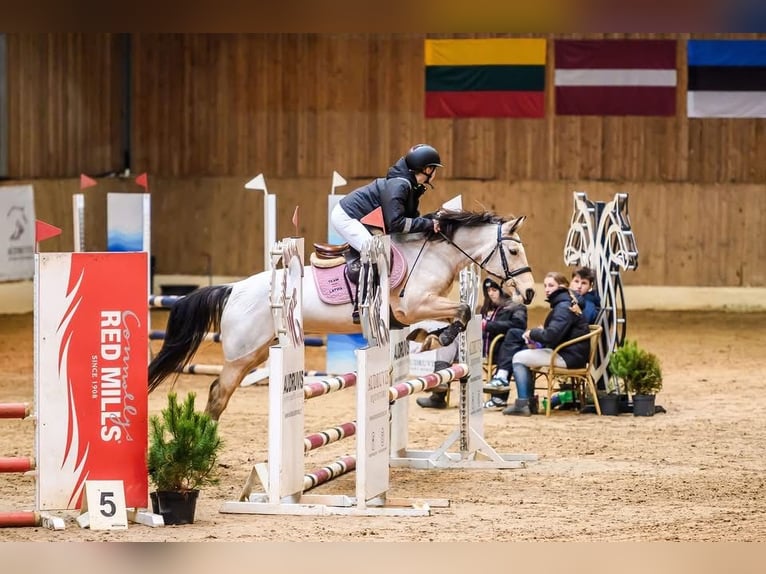 Sonstige Rassen Stute 7 Jahre 142 cm Buckskin in Piņķi