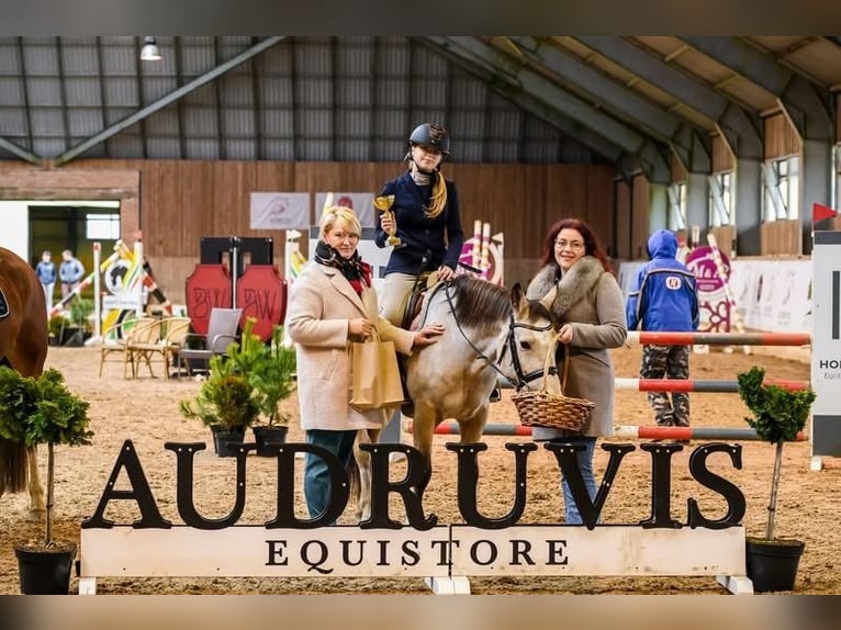 Sonstige Rassen Stute 7 Jahre 142 cm Buckskin in Piņķi