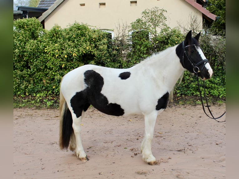 Sonstige Rassen Stute 7 Jahre 143 cm Schecke in Sonnefeld