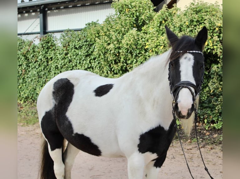 Sonstige Rassen Stute 7 Jahre 143 cm Schecke in Sonnefeld