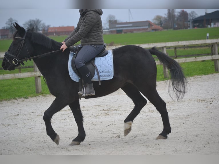 Sonstige Rassen Stute 7 Jahre 145 cm Rappe in Breda