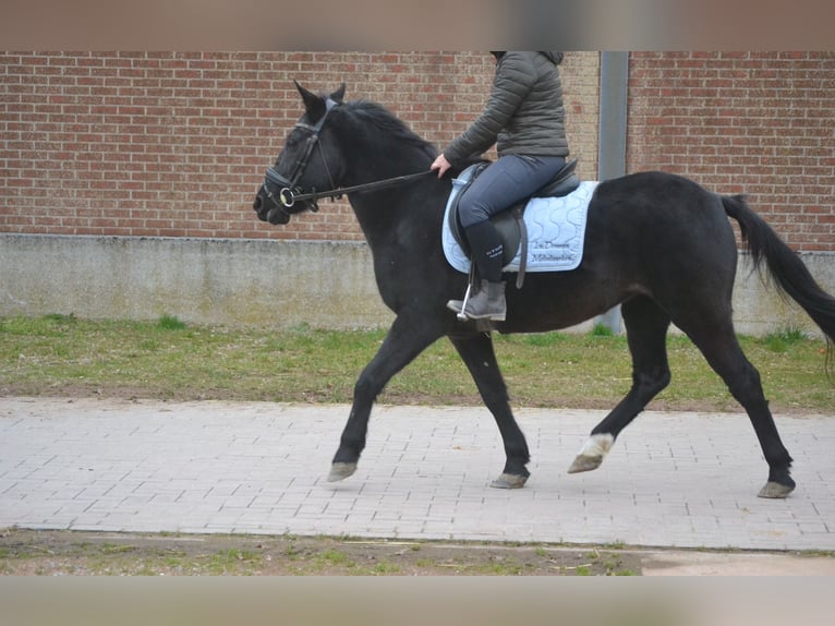 Sonstige Rassen Stute 7 Jahre 145 cm Rappe in Breda