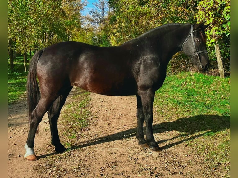 Sonstige Rassen Stute 7 Jahre 145 cm Rappe in Breda