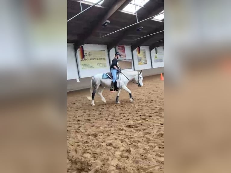 Sonstige Rassen Mix Stute 7 Jahre 145 cm Schecke in Bennewitz