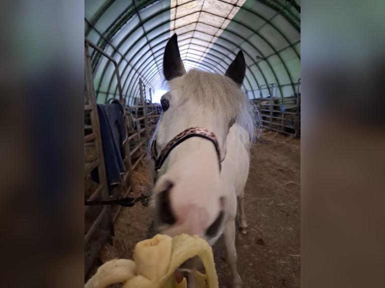 Sonstige Rassen Mix Stute 7 Jahre 145 cm Schecke in Bennewitz