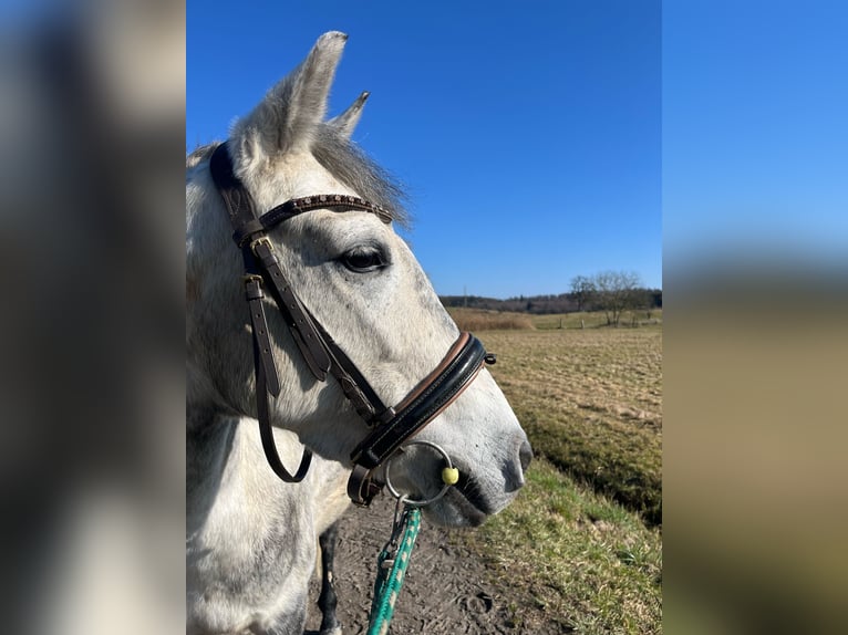 Sonstige Rassen Stute 7 Jahre 145 cm Schimmel in Dielheim