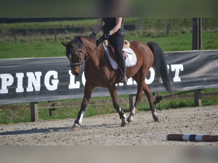 Sonstige Rassen Stute 7 Jahre 146 cm Brauner in Breda