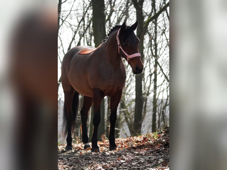Sonstige Rassen Stute 7 Jahre 146 cm Brauner in Nettersheim
