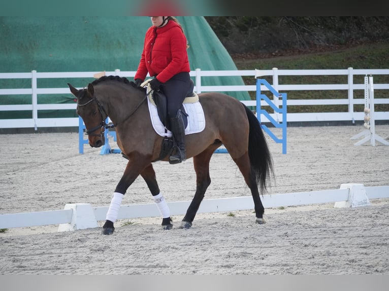 Sonstige Rassen Stute 7 Jahre 146 cm Brauner in Nettersheim