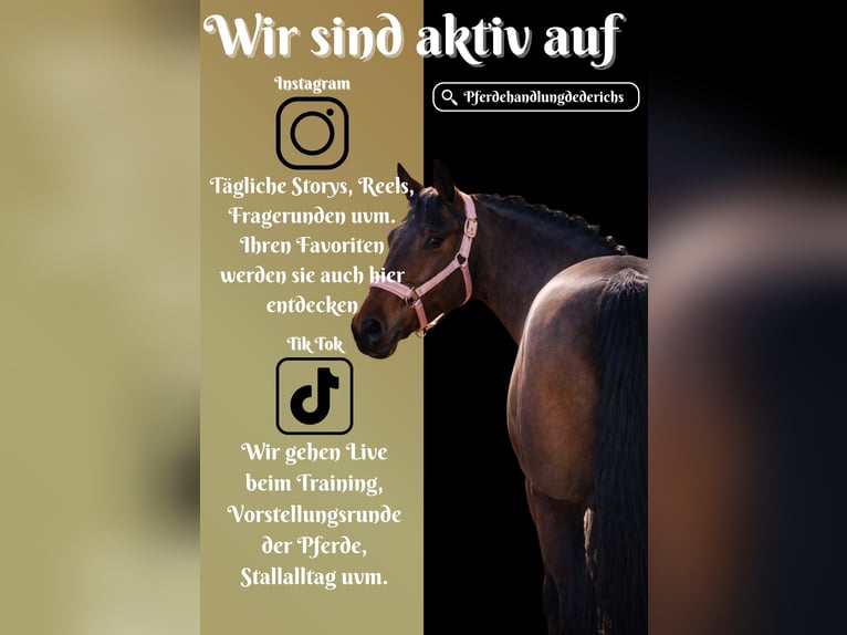 Sonstige Rassen Stute 7 Jahre 146 cm Brauner in Nettersheim