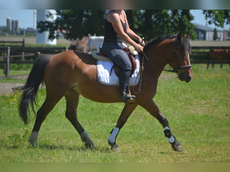 Sonstige Rassen Stute 7 Jahre 147 cm Brauner in Breda