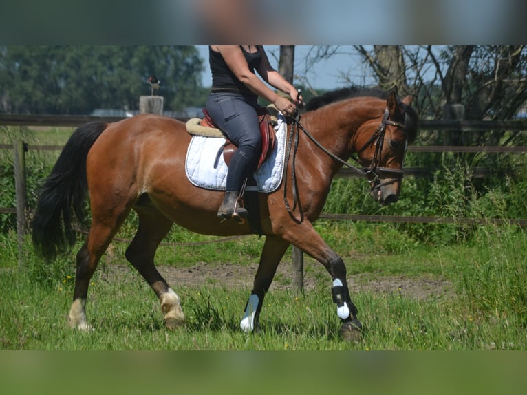 Sonstige Rassen Stute 7 Jahre 147 cm Brauner in Breda