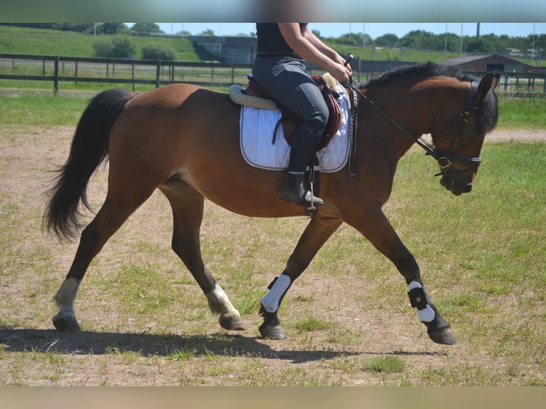 Sonstige Rassen Stute 7 Jahre 147 cm Brauner in Breda