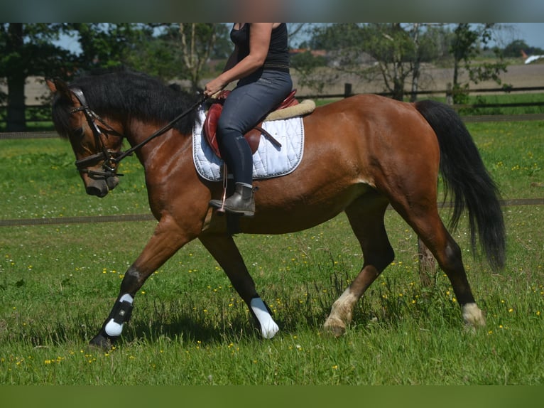 Sonstige Rassen Stute 7 Jahre 147 cm Brauner in Breda