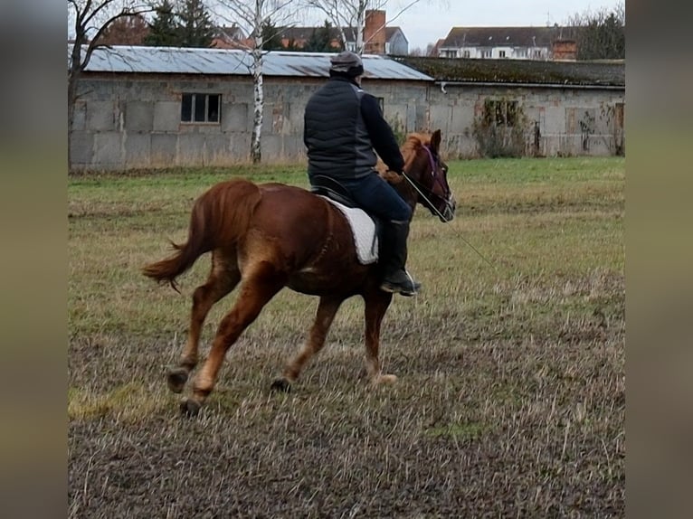 Sonstige Rassen Stute 7 Jahre 147 cm Fuchs in Buttstädt