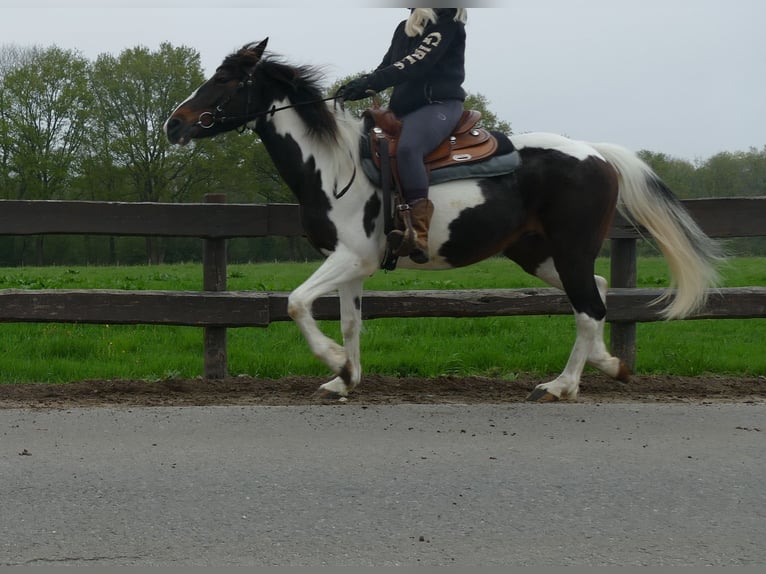 Sonstige Rassen Stute 7 Jahre 147 cm Schecke in Lathen