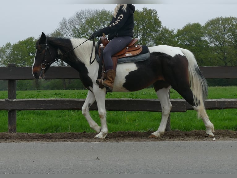 Sonstige Rassen Stute 7 Jahre 147 cm Schecke in Lathen