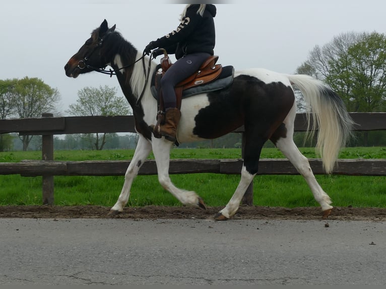Sonstige Rassen Stute 7 Jahre 147 cm Schecke in Lathen