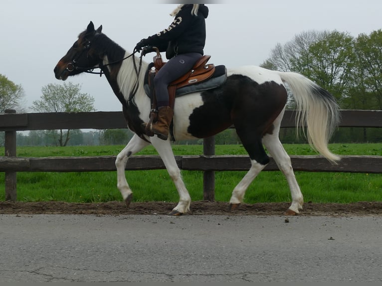 Sonstige Rassen Stute 7 Jahre 147 cm Schecke in Lathen