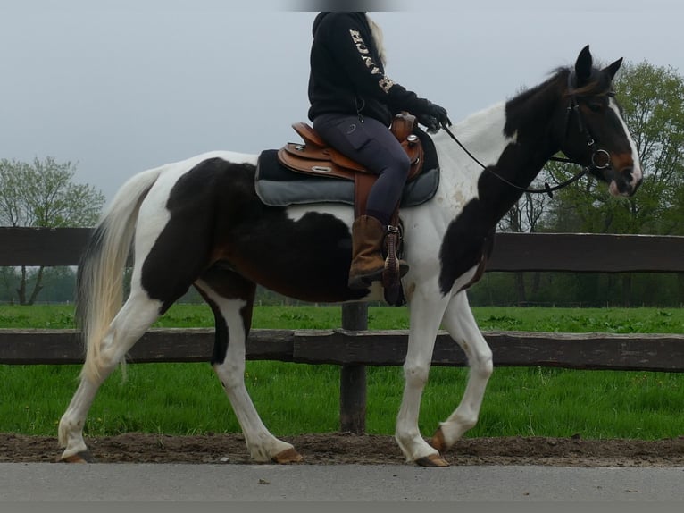 Sonstige Rassen Stute 7 Jahre 147 cm Schecke in Lathen
