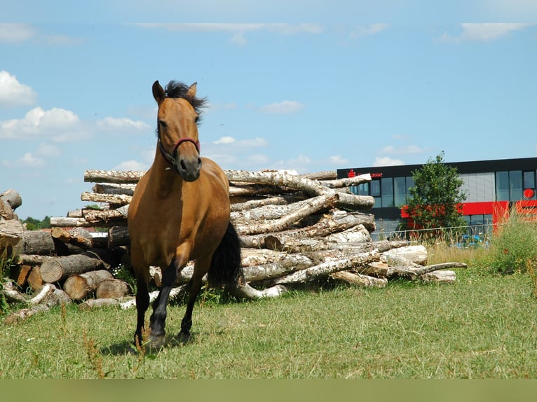 Sonstige Rassen Stute 7 Jahre 148 cm Buckskin in Borken