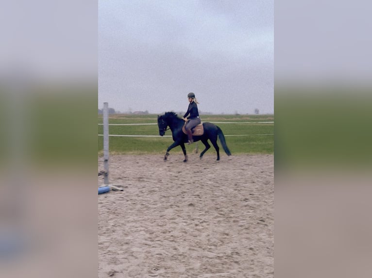 Sonstige Rassen Stute 7 Jahre 148 cm Rappe in Krummhörn Wolzeten