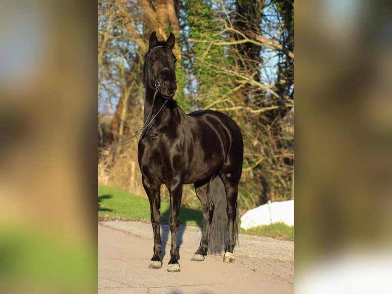 Sonstige Rassen Stute 7 Jahre 148 cm Rappe in Krummhörn Wolzeten
