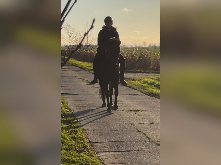 Sonstige Rassen Stute 7 Jahre 148 cm Rappe in Krummhörn Wolzeten