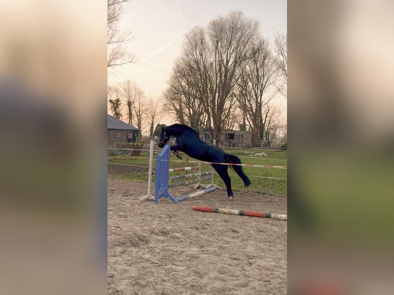 Sonstige Rassen Stute 7 Jahre 148 cm Rappe in Krummhörn Wolzeten