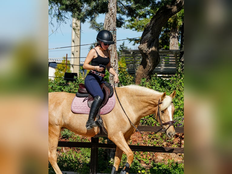 Sonstige Rassen Mix Stute 7 Jahre 148 cm in Alhaur&#xED;n de la Torre