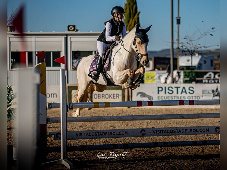 Sonstige Rassen Mix Stute 7 Jahre 148 cm in Alhaur&#xED;n de la Torre