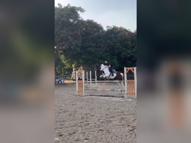 Sonstige Rassen Stute 7 Jahre 149 cm Schecke in Cairo