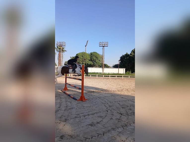Sonstige Rassen Stute 7 Jahre 149 cm Schecke in Cairo