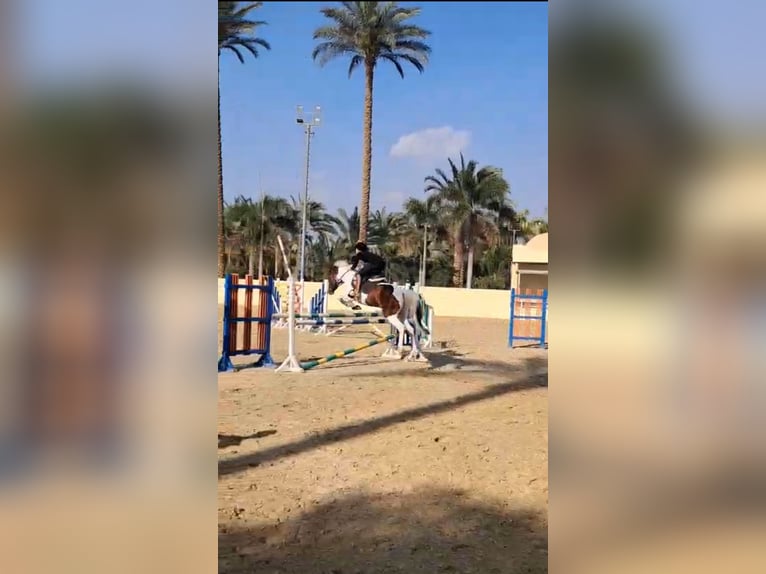 Sonstige Rassen Stute 7 Jahre 149 cm Schecke in Cairo