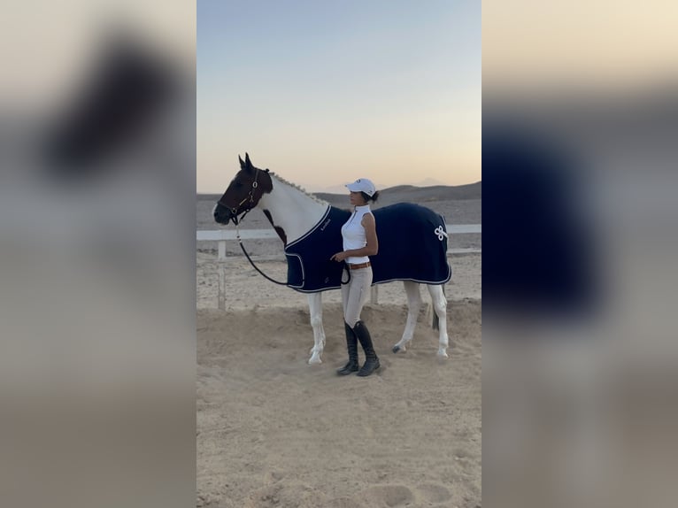 Sonstige Rassen Stute 7 Jahre 149 cm Schecke in Cairo