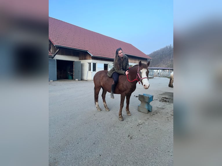 Sonstige Rassen Mix Stute 7 Jahre 150 cm Dunkelfuchs in Linz