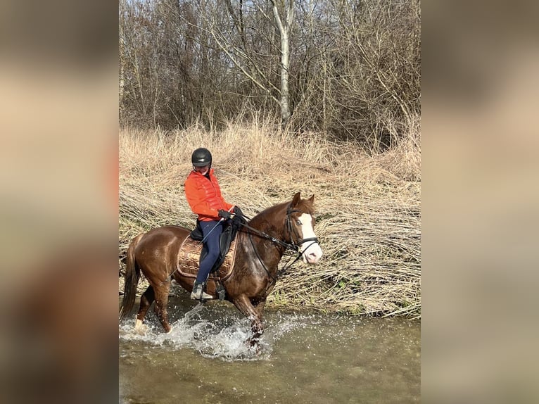 Sonstige Rassen Mix Stute 7 Jahre 150 cm Dunkelfuchs in Linz