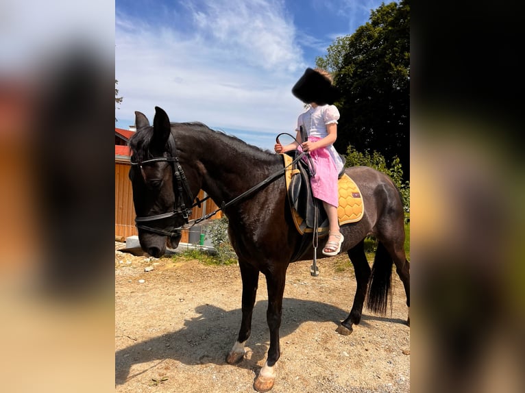 Sonstige Rassen Stute 7 Jahre 150 cm Rappe in Prien am Chiemsee