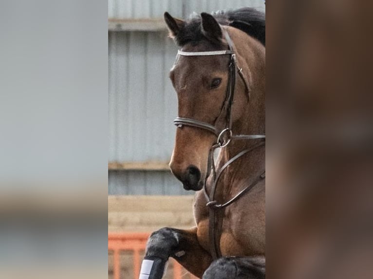 Sonstige Rassen Stute 7 Jahre 152 cm Rotbrauner in Ceredigion